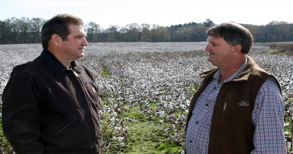 Checking ultraearly soybeans in Alabama