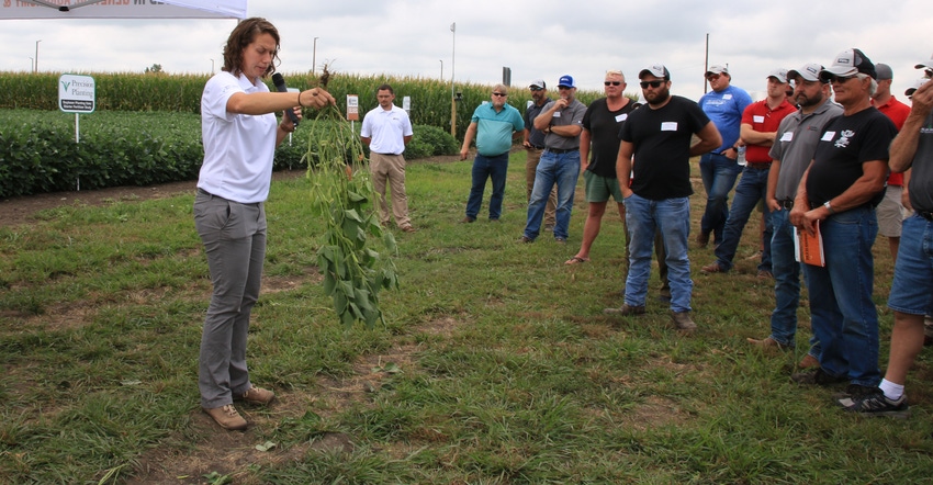 Stephanie Smith, a Golden Harvest agronomist, holds a soybean plant upside down to count the pods at a field day.