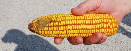 aflatoxin_corn_raises_crop_insurance_questions_1_634826111935237458.jpg