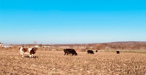 cattle grazing in dead cornstalk field with cover crops
