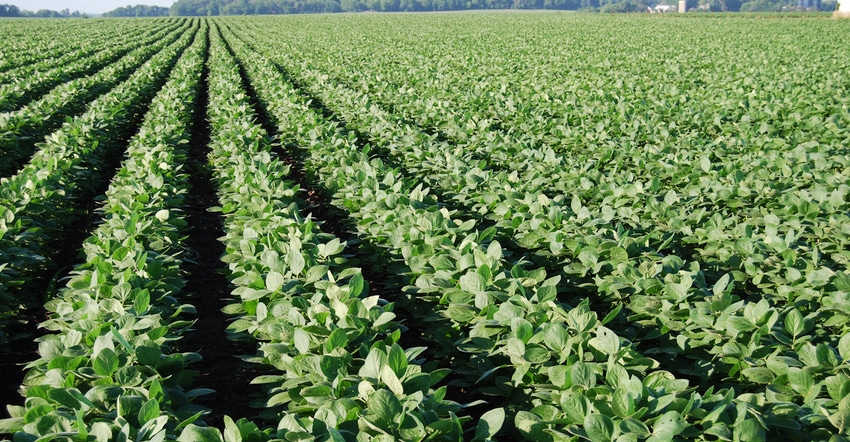 clean-soybeans-willie-vogt_0.jpg clean-soybeans-willie-vogt_0.jpg