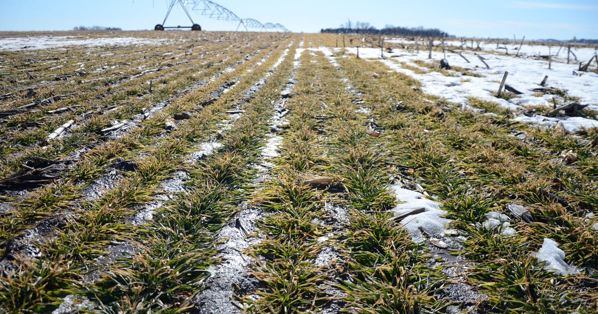 top dressing winter wheat with nitrogen Topdressing Wheat