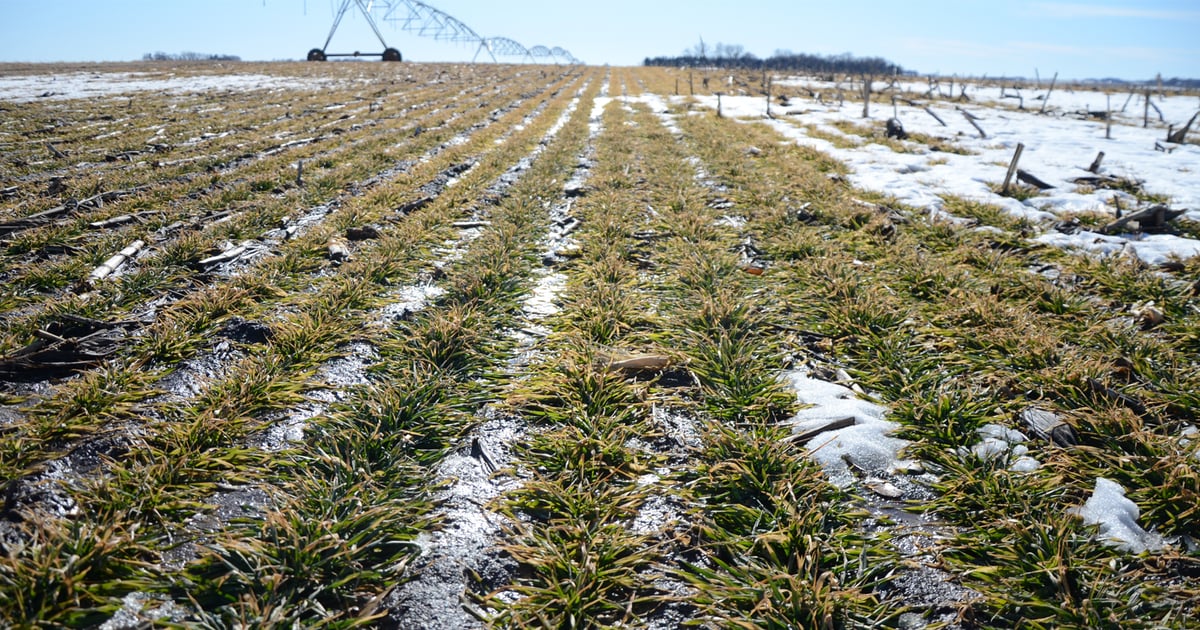 top dressing winter wheat with nitrogen Topdressing Wheat