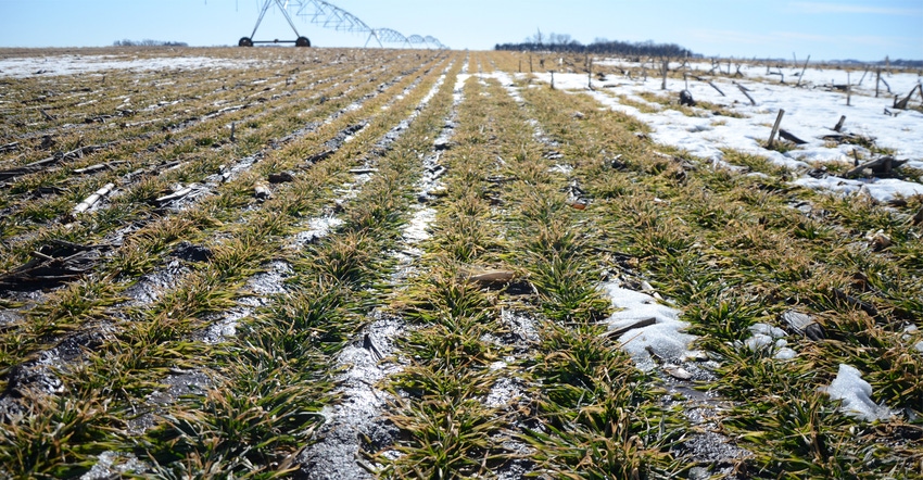 field in the winter