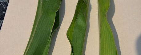 lighter_green_leaves_indicate_corn_plants_running_short_nitrogen_1_635427566477264000.JPG