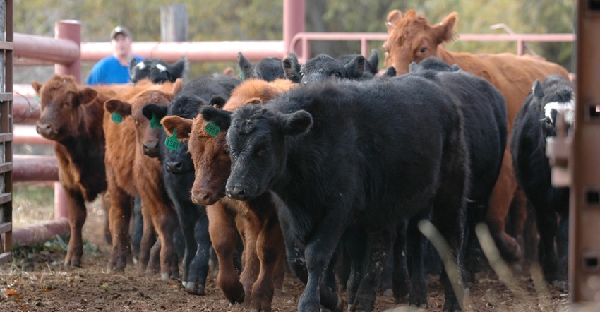 Cattle in feedlot