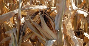 8-24-21 corn illustrated.jpg