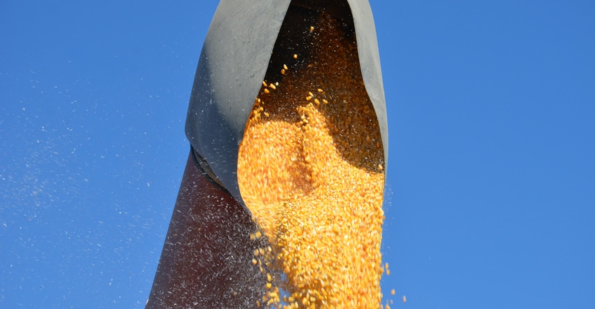 auger dropping harvest corn