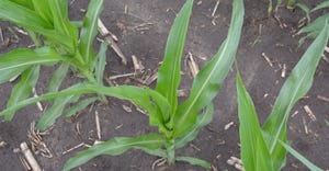 Closeup of young corn plants