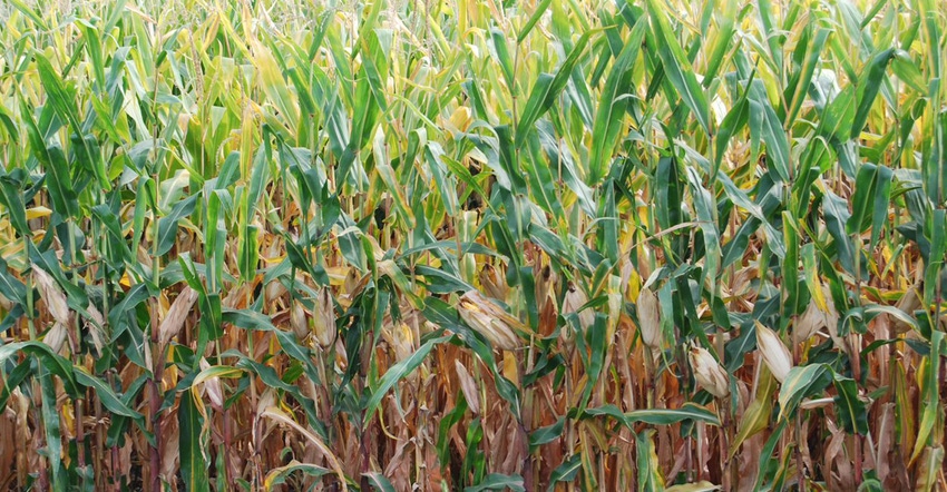 close up of corn plants