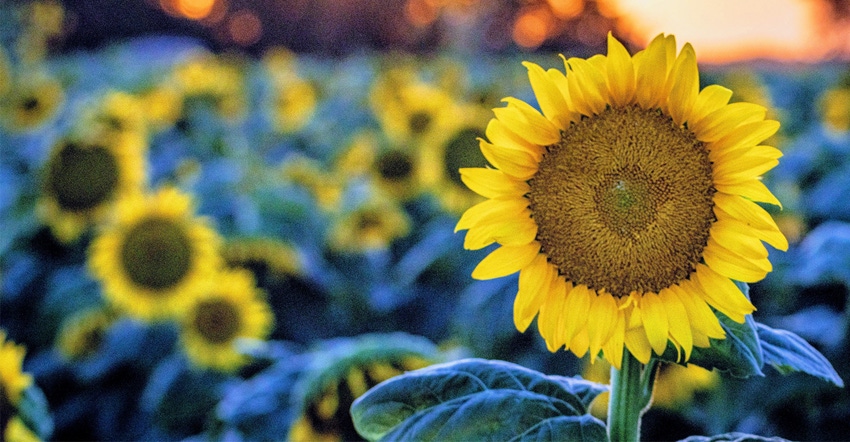 Field of sunflowers