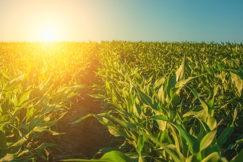 corn-nitrogen-needs-670741312.jpg corn-nitrogen-needs-670741312.jpg