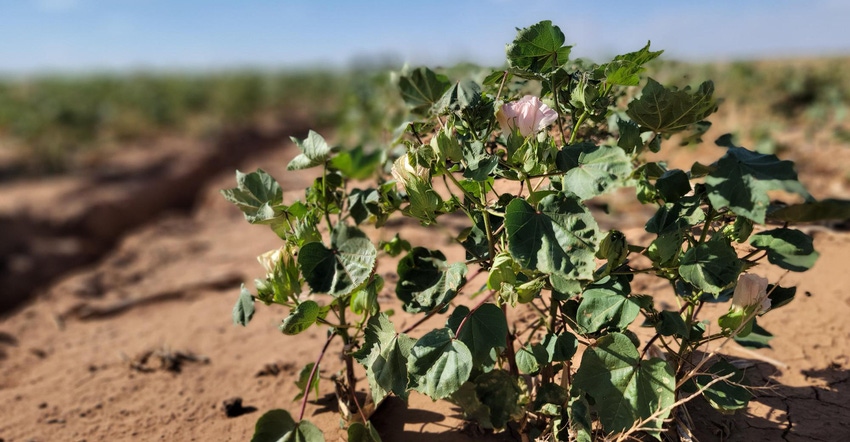 swfp-shelley-huguley-cotton-22-drought.jpg swfp-shelley-huguley-cotton-22-drought.jpg
