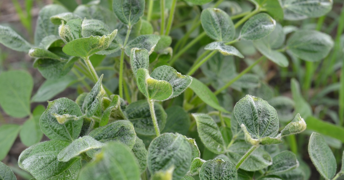 MDA urges growers to heed new dicamba label requirements, cutoff date