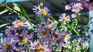 WFP-OSU-solar-flowers.jpg