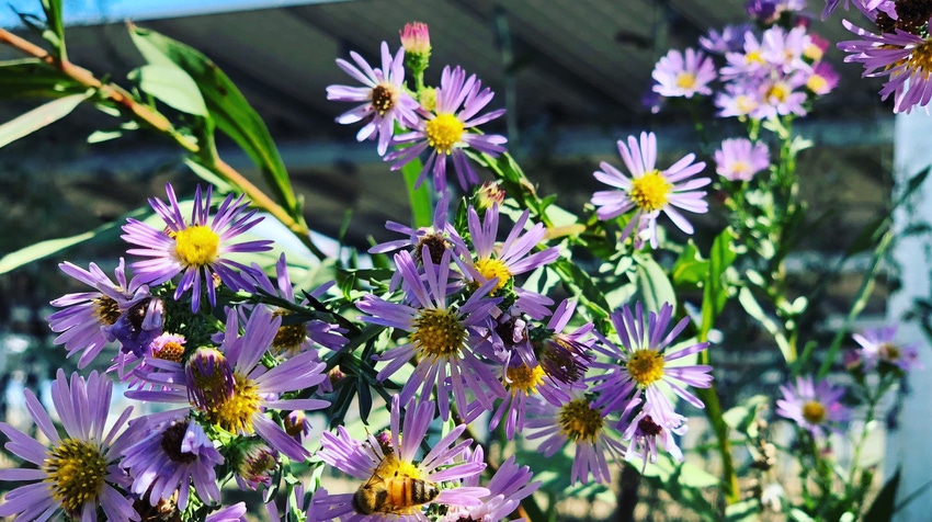 WFP-OSU-solar-flowers.jpg