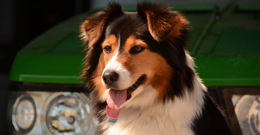 Stella the Farm Dog