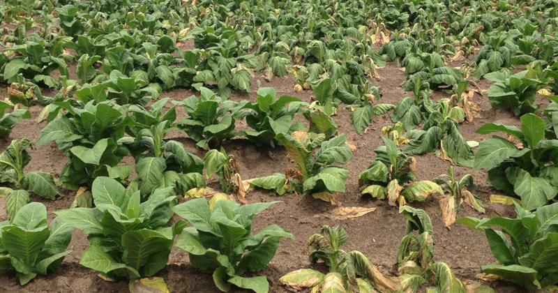 Black shank hits weathered Georgia tobacco