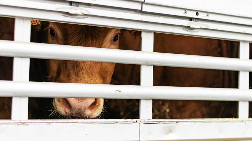 Transporting livestock regulations depends on where you are going and what they require.