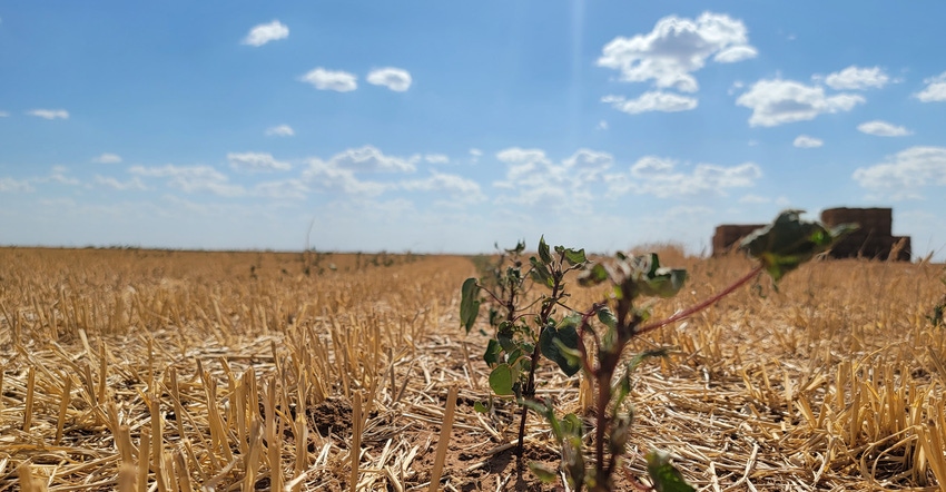 swfp-shelley-huguley-drought-cotton.jpg swfp-shelley-huguley-drought-cotton.jpg