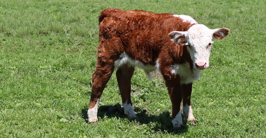 A baby Hereford calf standing alone in the grass