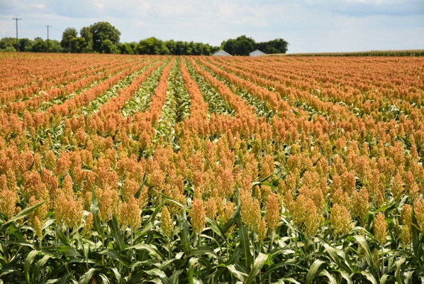 sorghum-field sorghum-field
