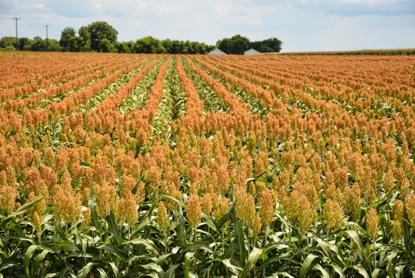 sorghum-field