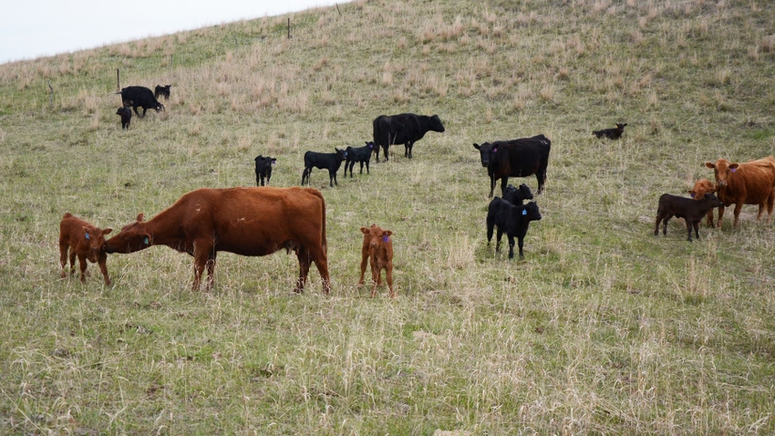 Cattle and calves in field
