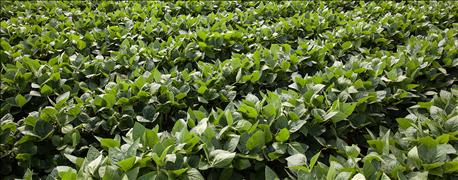 farmers_needed_soybean_yield_benchmarking_survey_1_635900504880199904.jpg