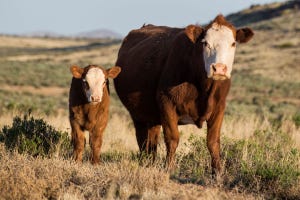 9.28 hereford cow and calf - Copy.jpg