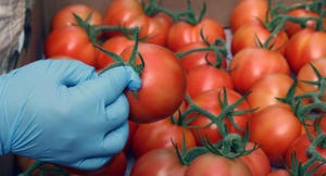 Florida-tomatoes-greenhouse-farm-progress-a.jpg