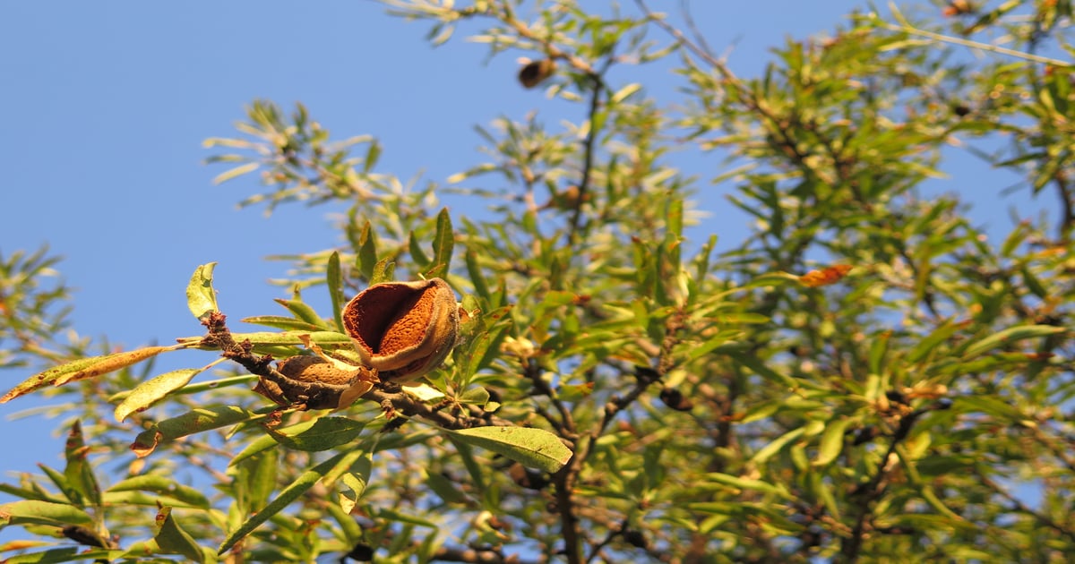 9 ways to avoid damaging almonds in storage