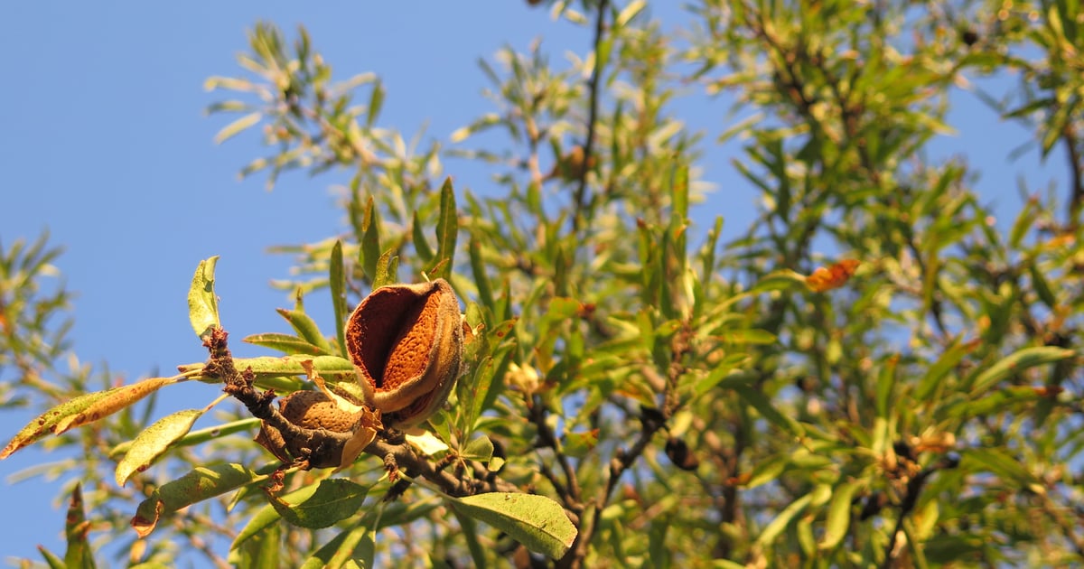 Under Ripe Almonds 9 ways to avoid damaging almonds in storage