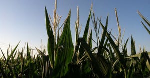 corn-tassels-13.jpg