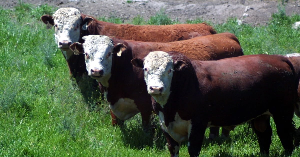 Registration open for high-altitude bull test