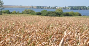 Corn crop dry from lack of moisture