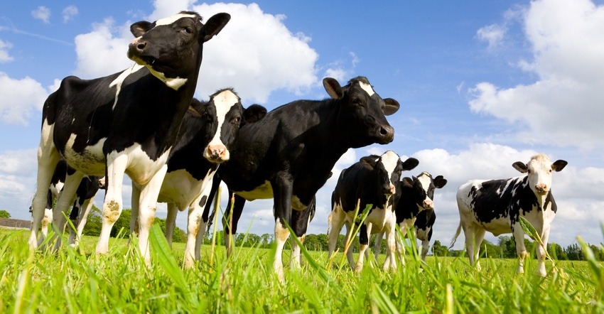 A herd of Holstein cows grazing in pasture