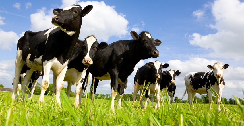 A herd of Holstein cows grazing in pasture A herd of Holstein cows grazing in pasture