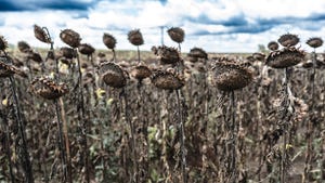 dried sunflowers in field