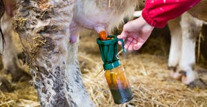 Hand holding an iodine bottle on cow's udder for disinfection before milking
