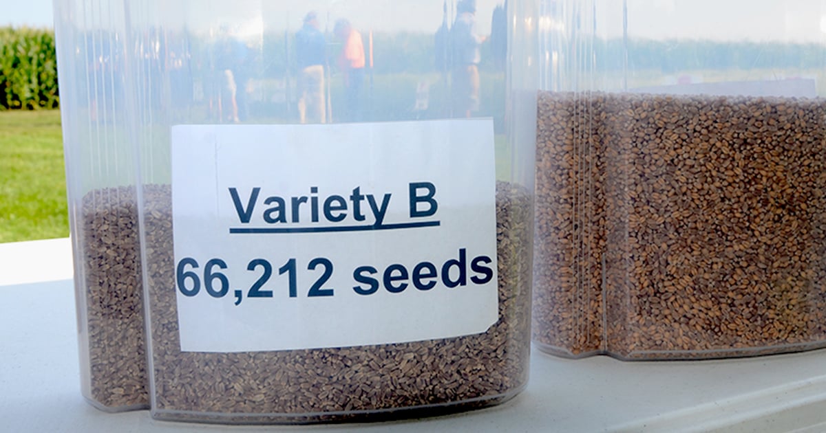Get the wheat seed count right for consistency