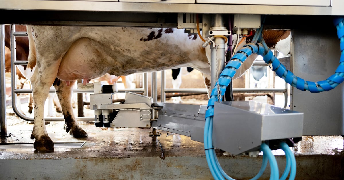 Robots don’t replace good dairy management