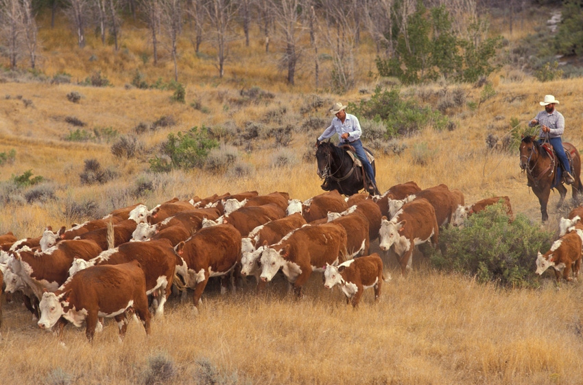 Cattle drive Cattle drive