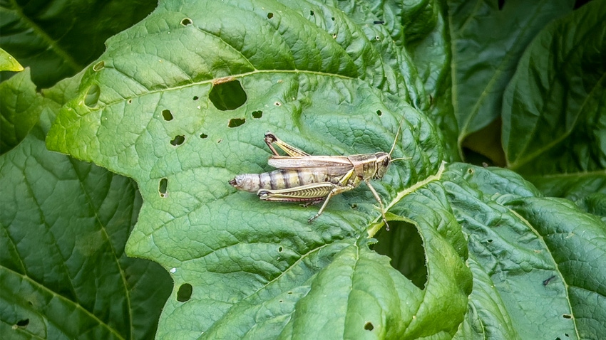 Grasshopper on damaged leaf