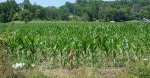 corn starting to curl on this field outside Oley, Pa. 