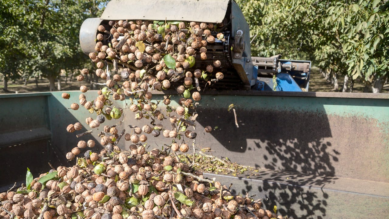 Walnut Riding Crop Walnuts become highest valued crop in Butte County