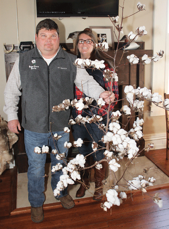 Displaying-a-fully-loaded-cotton-stalk.gif