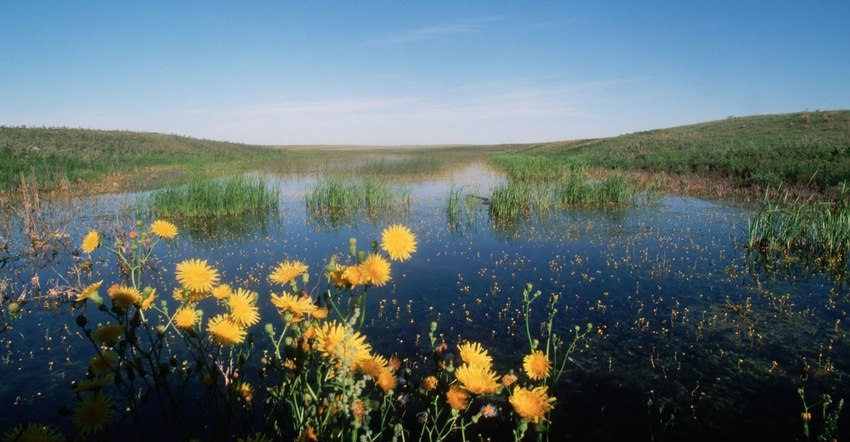 Foxtail grasses in prairie pothole region