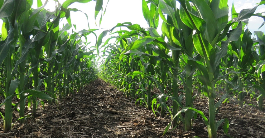 green corn rows