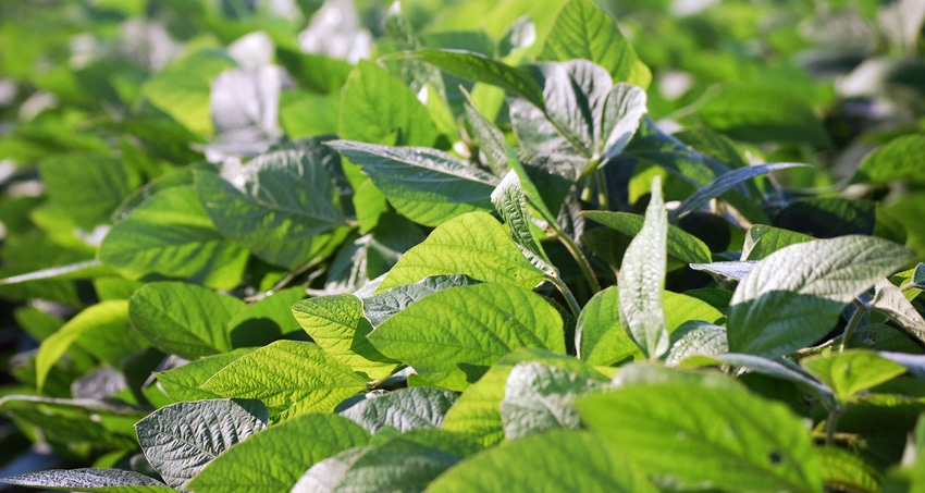 brad-haire-farm-progress-soybean-field-Aug-20-a.jpg brad-haire-farm-progress-soybean-field-Aug-20-a.jpg
